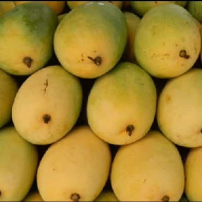 Kesar Mangoes - Areeqa Enterprises